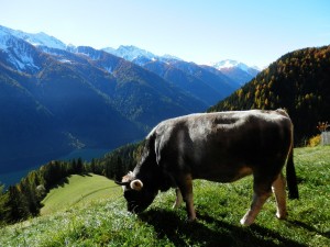 Beim Grasen